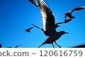 Flight of a seagull 120616759