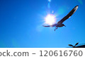 Flight of a seagull 120616760