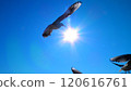Flight of a seagull 120616761