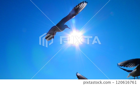 Flight of a seagull 120616761