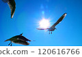 Flight of a seagull 120616766