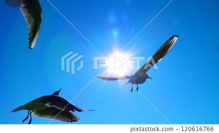 Flight of a seagull 120616766