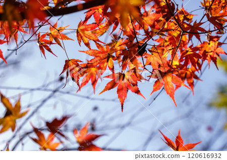 Maple leaves shining in the sunlight filtering through the leaves Maple leaves shining in the sunlight filtering through the leaves 120616932