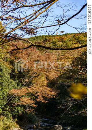 Autumn leaves trees Autumn leaves trees 120616933