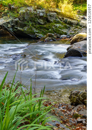 秋天的山谷溪流和黃色的花朵 120616957
