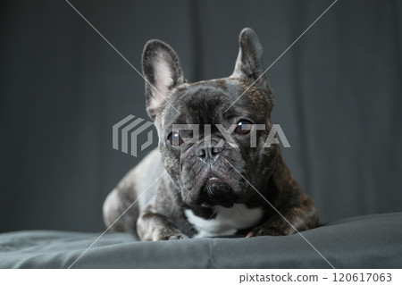 法國鬥牛犬 120617063