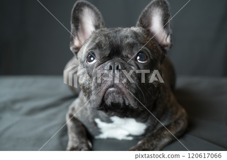 法國鬥牛犬 120617066