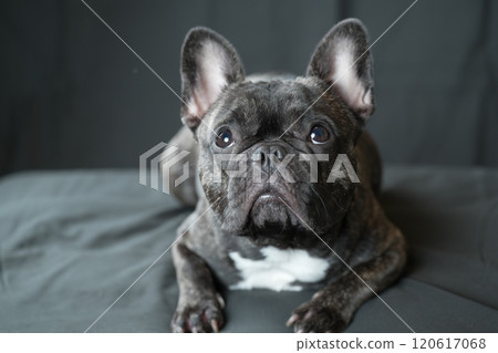 French bulldog French bulldog 120617068