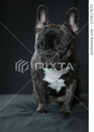 法國鬥牛犬 120617072