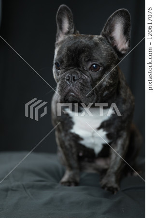 法國鬥牛犬 120617076