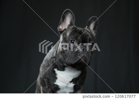 法國鬥牛犬 120617077