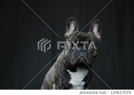 法國鬥牛犬 120617079