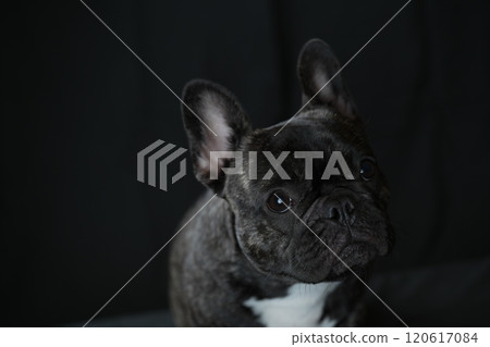 法國鬥牛犬 120617084