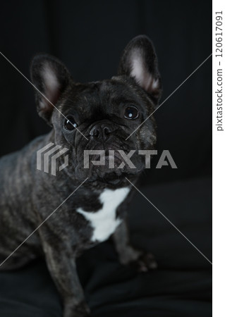 法國鬥牛犬 120617091
