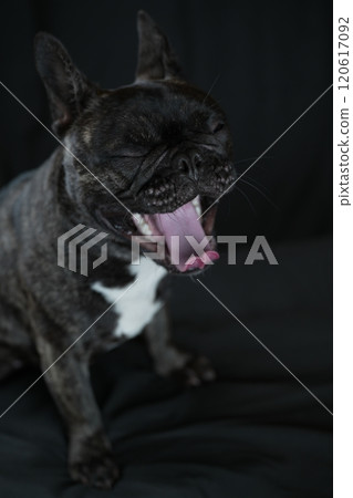 法國鬥牛犬 120617092