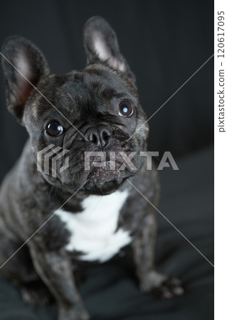 法國鬥牛犬 法國鬥牛犬 120617095