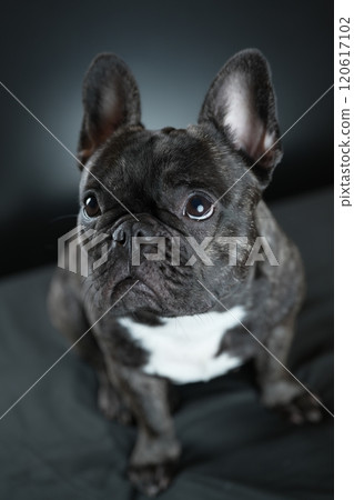 French bulldog 120617102