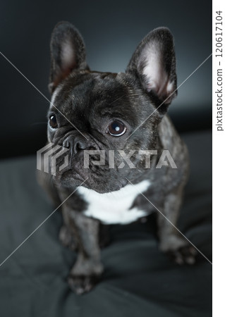 法國鬥牛犬 120617104