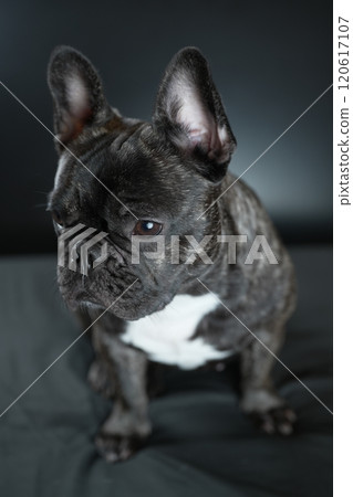 法國鬥牛犬 120617107