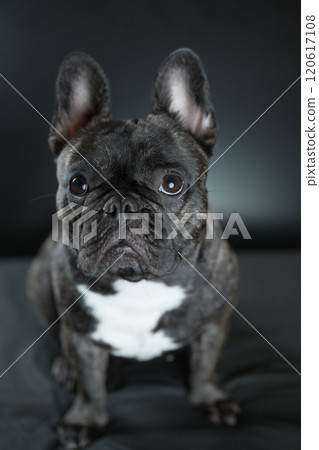 French bulldog French bulldog 120617108