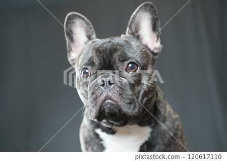 French bulldog French bulldog 120617110