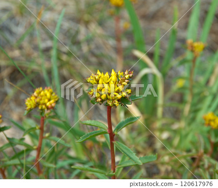 Sedum aizoon Sedum aizoon 120617976