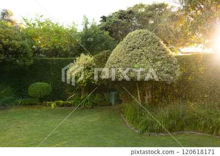 Outdoors, Sunlight shining through trees in beautifully landscaped garden with lush greenery, copy s Outdoors, Sunlight shining through trees in beautifully landscaped garden with lush greenery, copy s 120618171