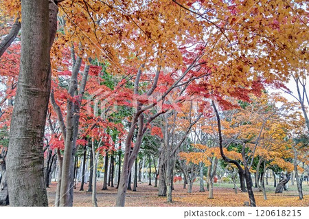 Beautiful colorful autumn leaves Beautiful colorful autumn leaves 120618215