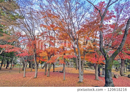 Beautiful crimson-colored autumn leaves Beautiful crimson-colored autumn leaves 120618216