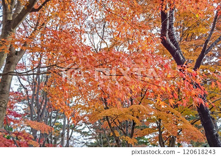 Beautiful vibrant orange autumn leaves Beautiful vibrant orange autumn leaves 120618243