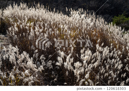 冬天的河口湖和山中湖 冬天的河口湖和山中湖 120618303