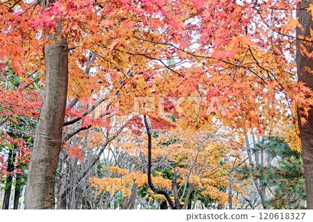 Beautiful colorful autumn leaves Beautiful colorful autumn leaves 120618327