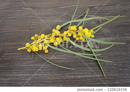 Single acacia branch with bright yellow flowers, arranged on a textured wooden background Single acacia branch with bright yellow flowers, arranged on a textured wooden background 120618336