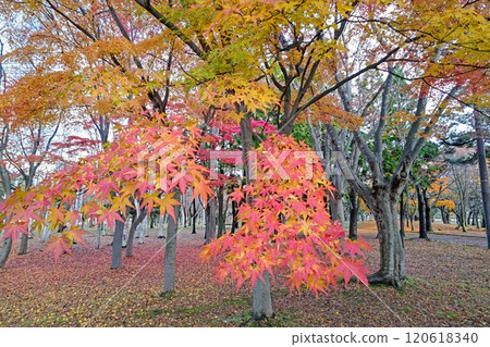 Beautiful colorful autumn leaves Beautiful colorful autumn leaves 120618340