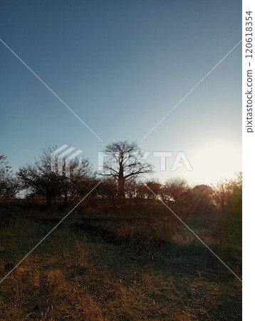 Baobab Tree, Chobe National Park, Botswana 120618354