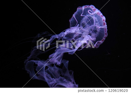 A fantastical swimming red jellyfish 120619020