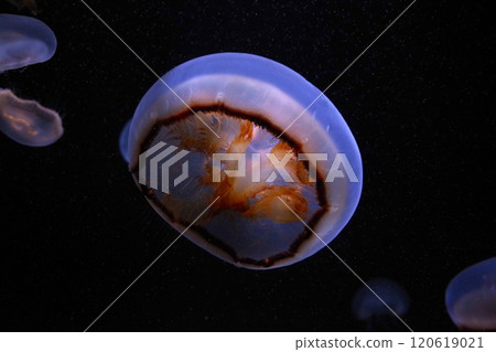 A deep-sea moon jellyfish A deep-sea moon jellyfish 120619021