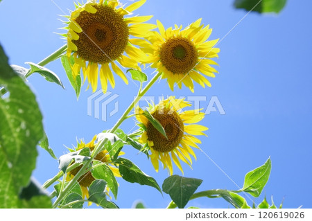 Sunflowers at Awaji Farm Park England Hill Sunflowers at Awaji Farm Park England Hill 120619026