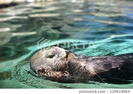 海中道海洋世界的莉洛醬 海中道海洋世界的莉洛醬 120619664