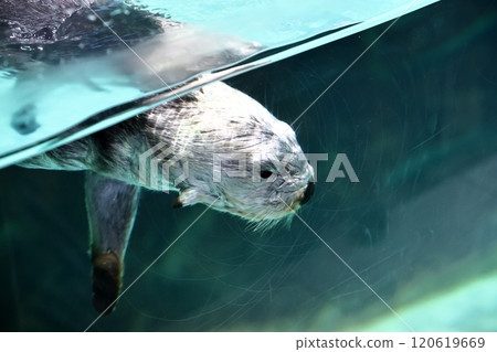 海中道海洋世界的莉洛醬 120619669