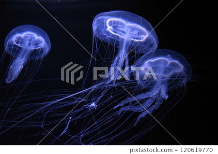 The mysterious floating jellyfish The mysterious floating jellyfish 120619770