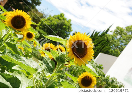 Sunflowers at Awaji Farm Park England Hill Sunflowers at Awaji Farm Park England Hill 120619771