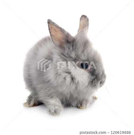 young Lionhead rabbit young Lionhead rabbit 120619886