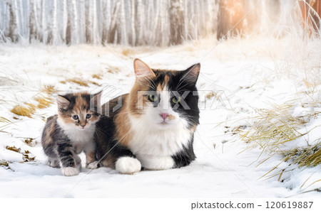young Kurilian Bobtail and mother young Kurilian Bobtail and mother 120619887