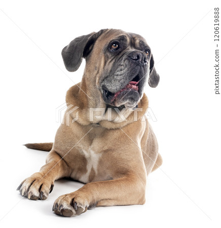 old cane corso 120619888