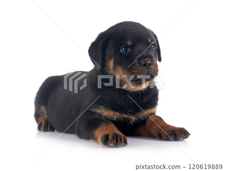 puppy rottweiler in studio puppy rottweiler in studio 120619889