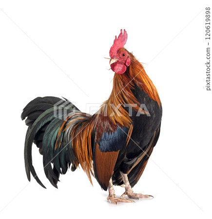 picave in studio picave in studio 120619898