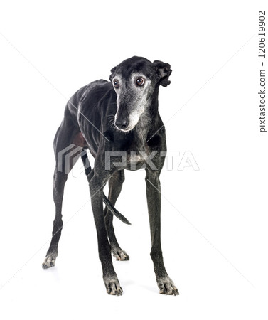 Galgo Espanol in studio 120619902