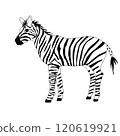 zebra. Full length. Black and white. African mammalian animal. Vector stock illustration. Isolated on white background.  120619921