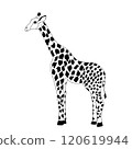 giraffe is an African wild animal. Vector stock illustration. Isolated on white background. Black and white silhouette. zoo 120619944